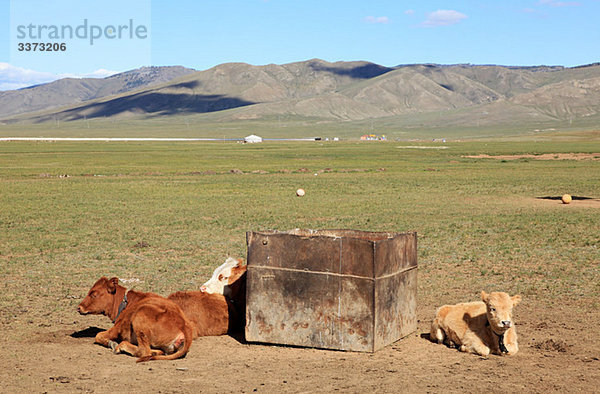 Kühe ruhen im mongolischen Feld