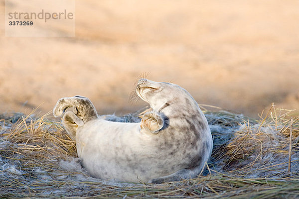 Kegelrobbenwelpe  Donna Nook  Lincolnshire