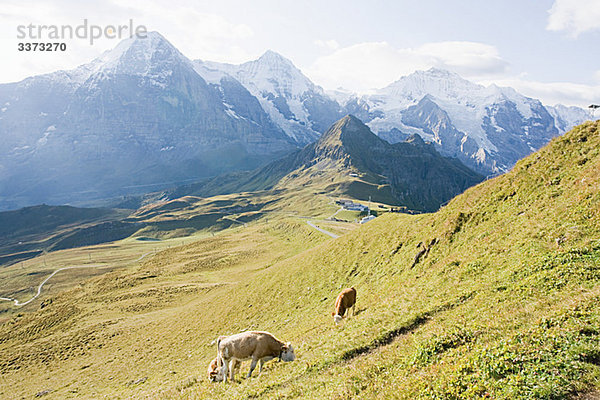 Männlichen  Berner Oberland  Schweiz