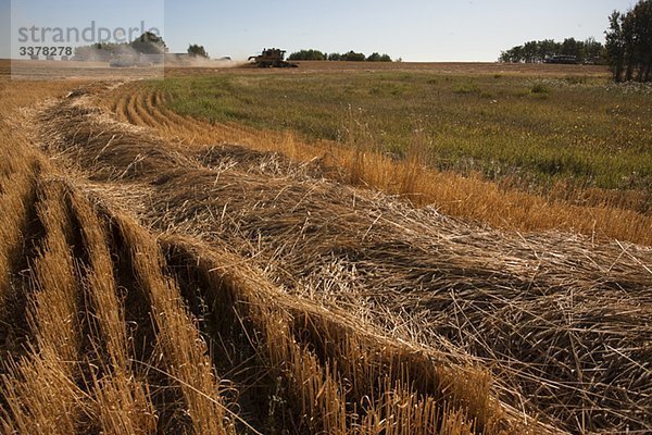 Schneise der Weizen mit kombinieren in ferne  Redvers  Saskatchewan  Kanada