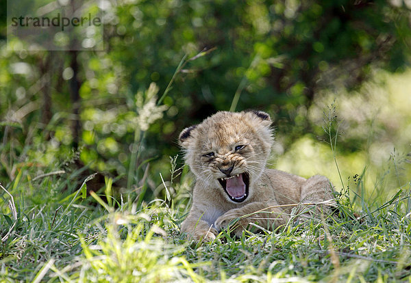 Löwenjunges  panthera leo  Masai Mara National Reserve  Kenia  Afrika