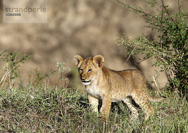 Löwenjunges  panthera leo  Masai Mara National Reserve  Kenia  Afrika