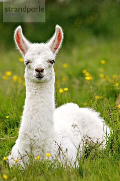 Lama liegt auf einer Blumenwiese