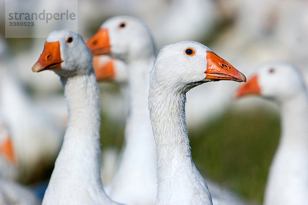 Gänse in Freilandhaltung