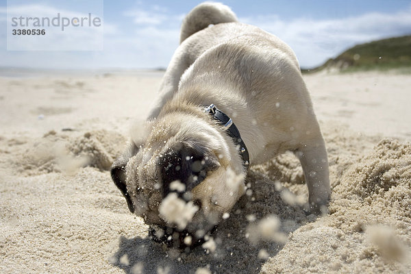 Mopswelpe spielt am Strand  Sylt  Schleswig-Holstein  Deutschland