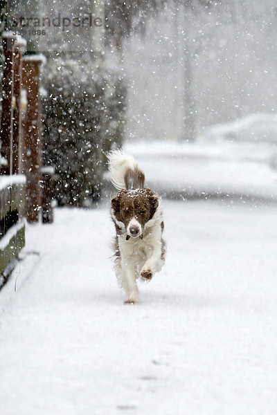 Border Collie läuft im Schnee auf Bürgersteig