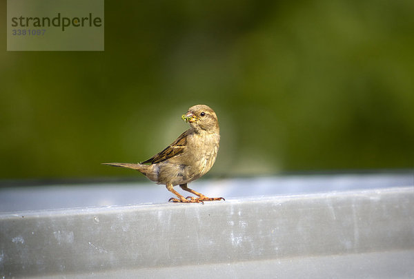 Spatz mit Läusen im Schnabel