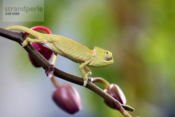 Jemenchamäleon  Chamaeleo calyptratus  auf Zweig