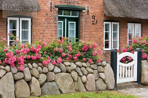 Steinmauer mit Blumen und Holzpforte vor einem Reetdachhaus  Keitum  Sylt  Deutschland