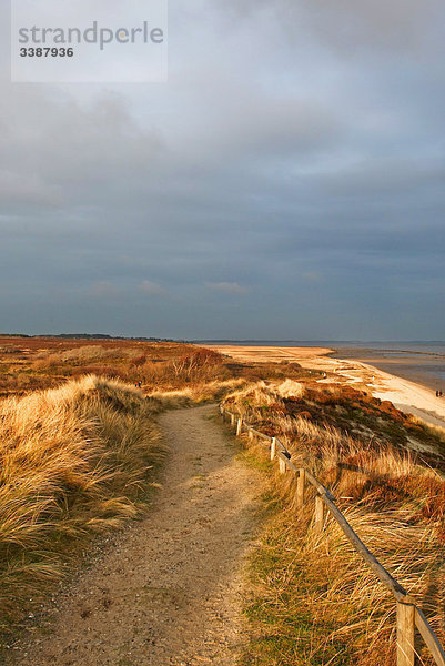 Weg auf den Dünen in der Braderuper Heide  Sylt  Deutschland