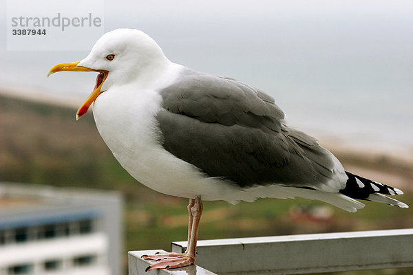 Heringsmöwe (Larus fuscus) auf einem Balkongeländer  Deutschland  Close-up