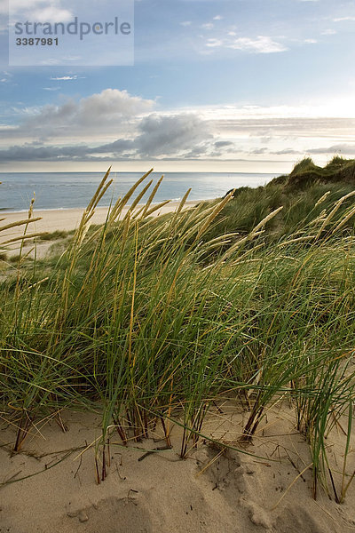 Dünengras auf Sanddünen an der Nordseeküste  Ellenbogen  Sylt  Deutschland
