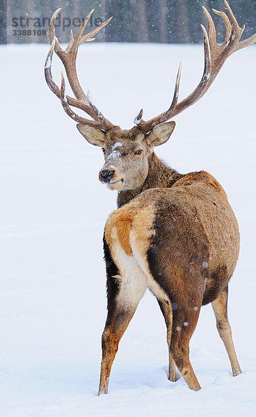 Rothirsch (Cervus elaphus) im Schnee stehend  Bayern  Deutschland  Rückansicht