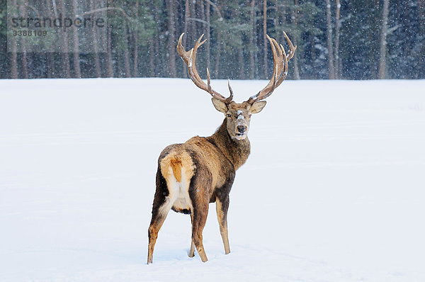 Rothirsch (Cervus elaphus) im Schnee stehend  Bayern  Deutschland  Rückansicht