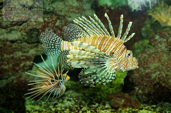 Rotfeuerfisch (Pterois volitans)  Seitenansicht