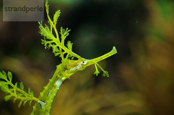 Kleiner Fetzenfisch (Phyllopteryx taeniolatus)  Detail