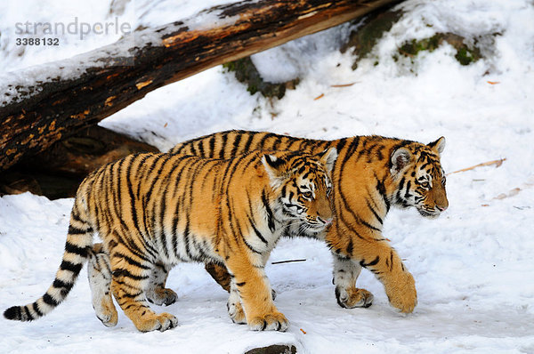Zwei Sibirische Tigerjungen (Panthera tigris altaica) gehen durch den Schnee  Bayern  Deutschland