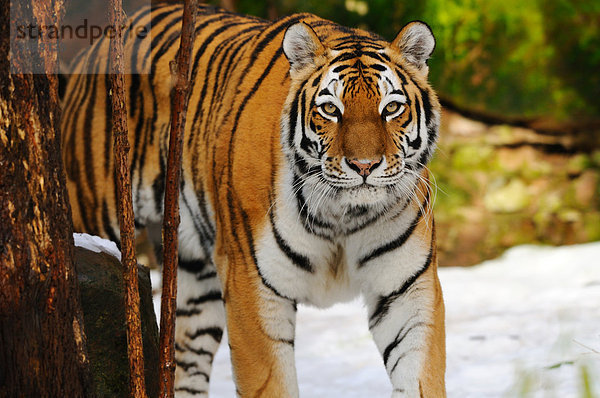 Sibirischer Tiger (Panthera tigris altaica) im Wald  Bayern  Deutschland