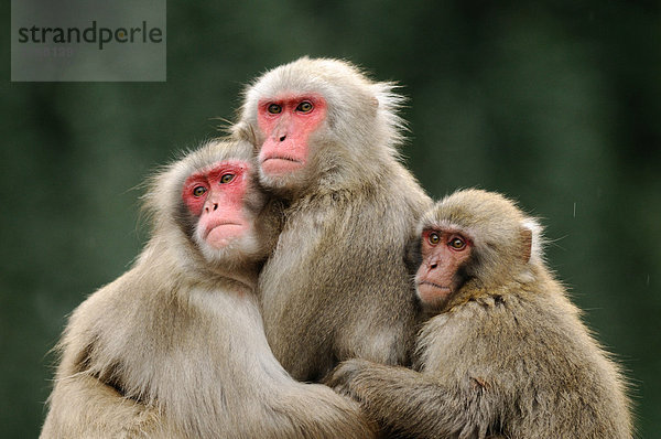 Drei Rotgesichtsmakaken (Macaca fuscata) umarmen sich