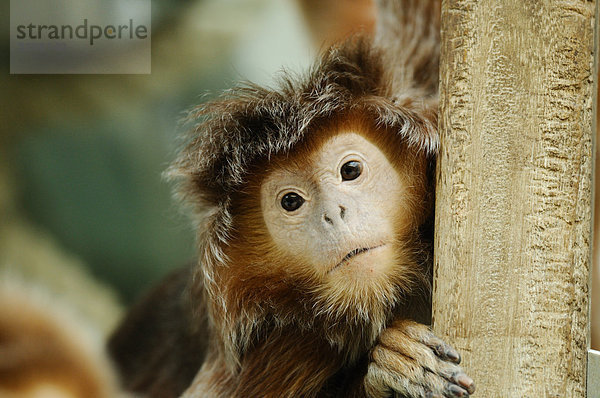 Schwarzer Haubenlangur (Trachypithecus auratus)  Porträt