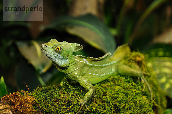 Stirnlappenbasilisk (Basiliscus plumifrons)  Close-up