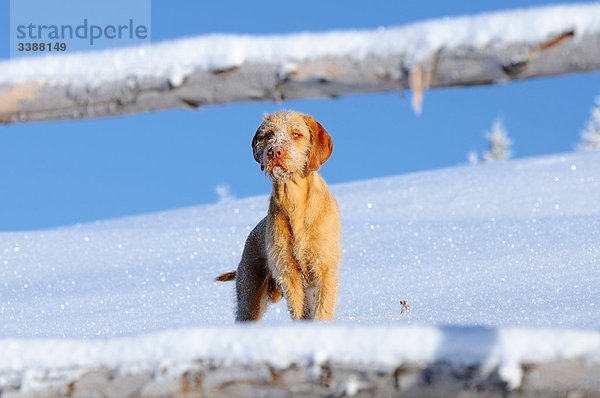 Vizsla hinter einem Holzzaun stehend  Steiermark  Österreich  Flachwinkelansicht