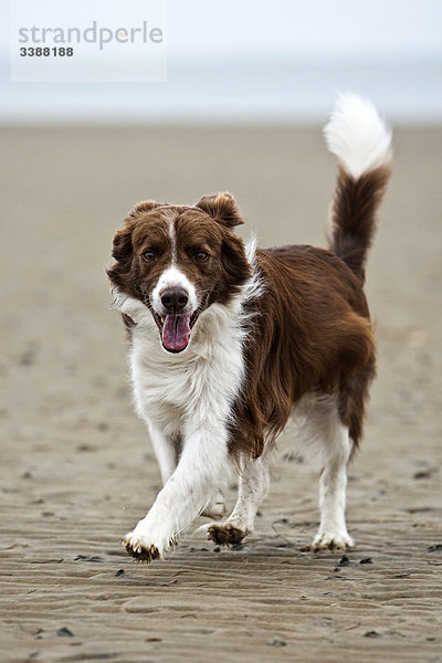 Border Collie am Strand  Sylt  Deutschland