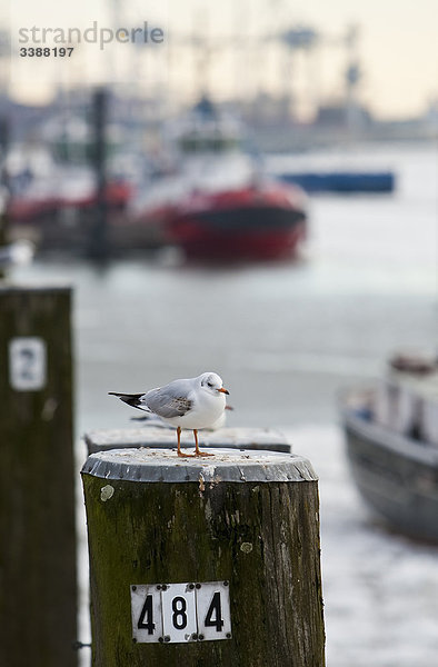 Zwei Lachmöwen (Larus ridibundus) auf Dalben am Hafen  Hamburg  Deutschland