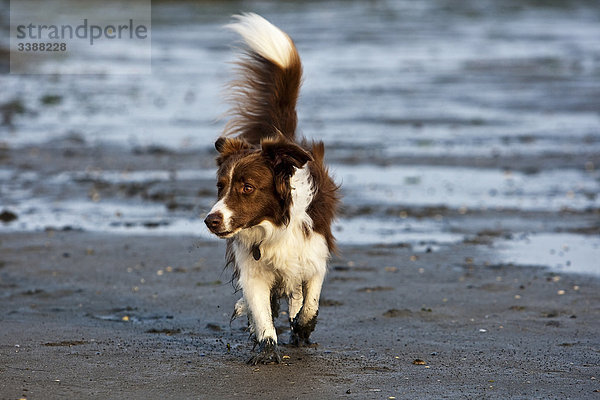 Border Collie  Sylt  Schleswig-Holstein  Deutschland