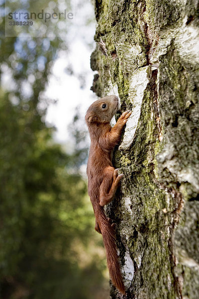 Eichhörchen klettert auf einen Baum