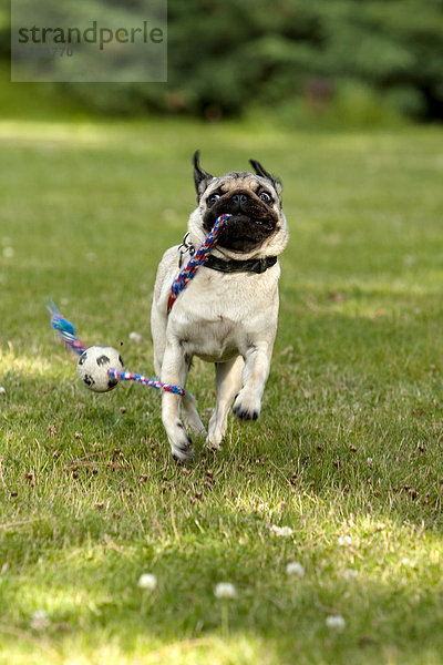 Mopswelpe spielt mit Ball im Garten