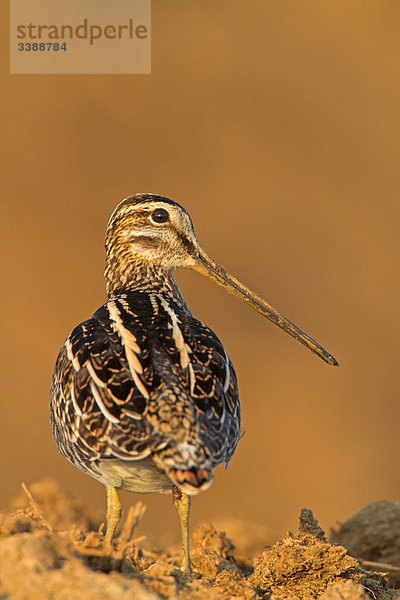 Bekassine (Gallinago gallinago)  Rückansicht Nabu Vogel des Jahres 2013