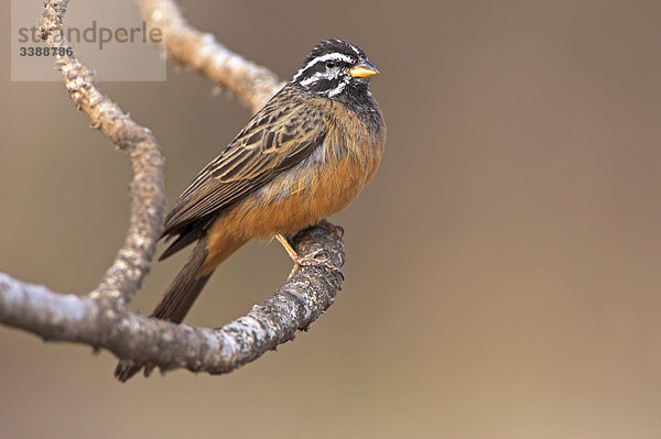 Bergammer (Emberiza tahapisi) auf einem Zweig sitzend  Close-up