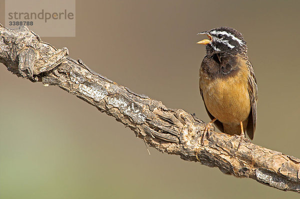 Bergammer (Emberiza tahapisi) auf einem Zweig sitzend  Close-up