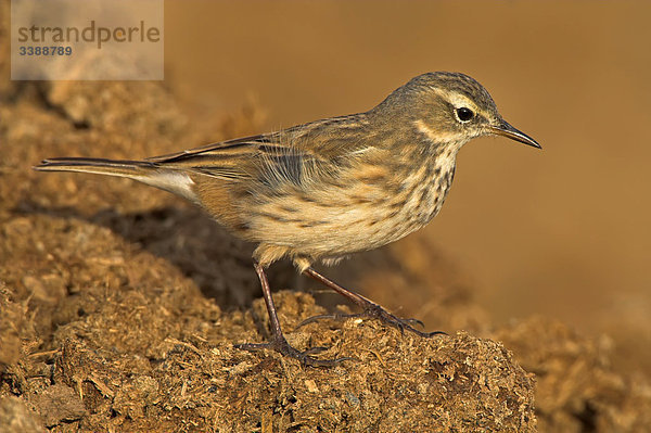 Bergpieper (Anthus spinoletta)  Close-up