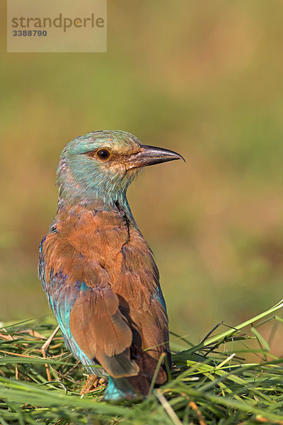 Blauracke (Coracias garrulus) sitzt auf Gras  Rückansicht