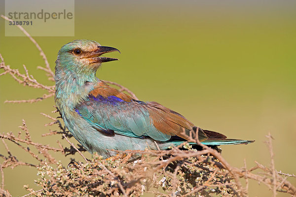 Blauracke (Coracias garrulus) sitzt auf einem Strauch  Seitenansicht