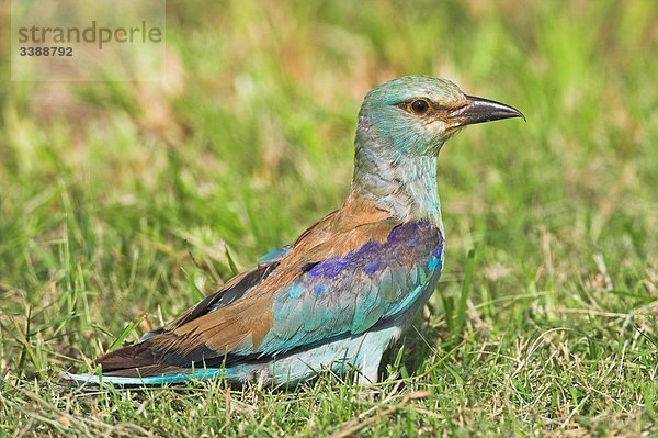 Blauracke (Coracias garrulus) im Gras  Seitenansicht