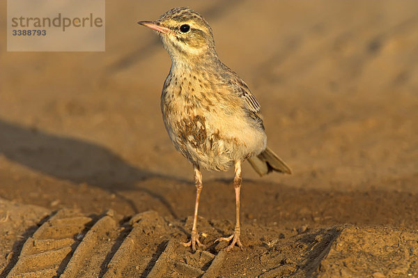 Brachpieper (Anthus campestris)  Close-up