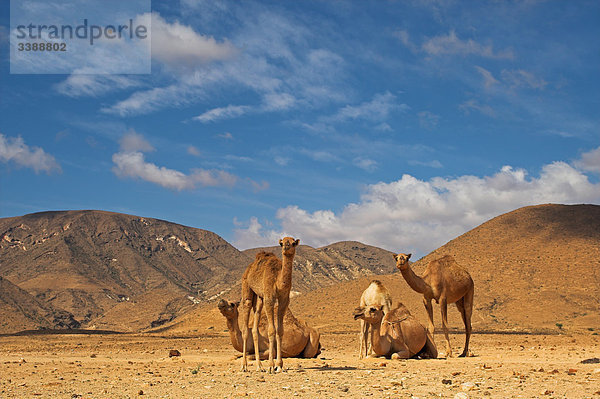Dromedare (Camelus dromedarius) in der Wüste