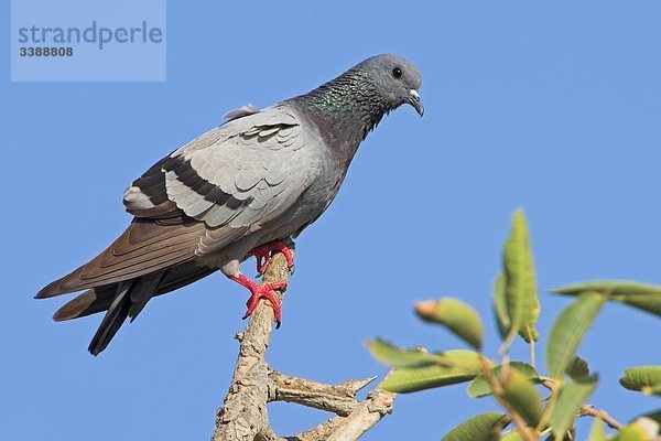 Felsentaube (Columba livia) auf einem Zweig sitzend  Flachwinkelansicht