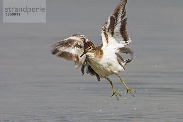 Flussuferläufer (Actitis hypoleucos) beim landen auf dem Wasser