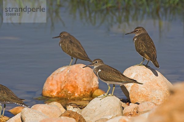 Flussuferläufer (Actitis hypoleucos) sitzen auf Steinen an einem Ufer  Seitenansicht