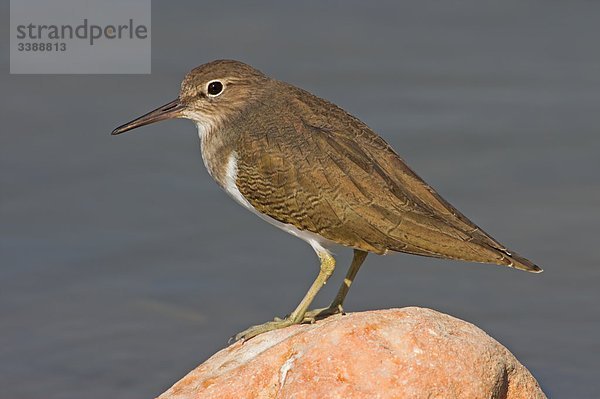 Flussuferläufer (Actitis hypoleucos) auf einem Stein sitzend  Seitenansicht