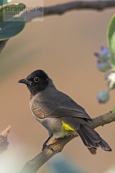 Gelbsteißbülbül (Pycnonotus xanthopygos) auf einem Zweig sitzend  Seitenansicht