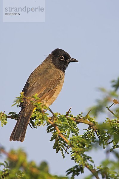 Gelbsteißbülbül (Pycnonotus xanthopygos) auf einem Zweig hockend  Seitenansicht