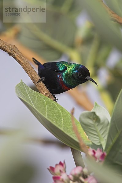 Glanznektarvogel (Nectarinia habessinica) auf einem Zweig sitzend