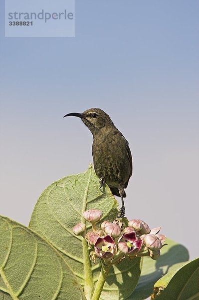 Glanznektarvogel (Nectarinia habessinica) auf einem Blatt eines blühenden Strauchs sitzend  Close-up