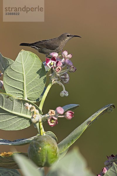 Glanznektarvogel (Nectarinia habessinica) auf einer Blüte sitzend