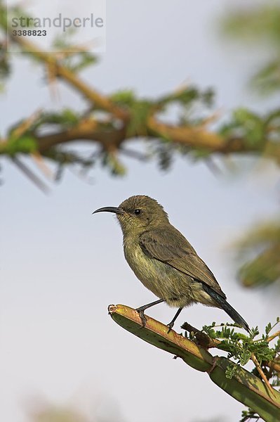 Glanznektarvogel (Nectarinia habessinica) auf einem Zweig sitzend  Flachwinkelansicht